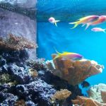gallery_image_VXQ3OTVpYUc3aWc0eXpUcEVmSXZ3dz09