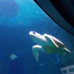 gallery_image_WU5vODhvRzRaaE9VQk1qaDVDQlVmZz09