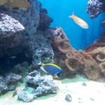 gallery_image_YTBVa0U4WE1HZ1dIZFc1K2ZtM1VJZz09
