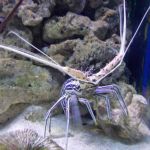 gallery_image_YmpPb2E5WnZDaUtaQkJrblZUVVBaZz09